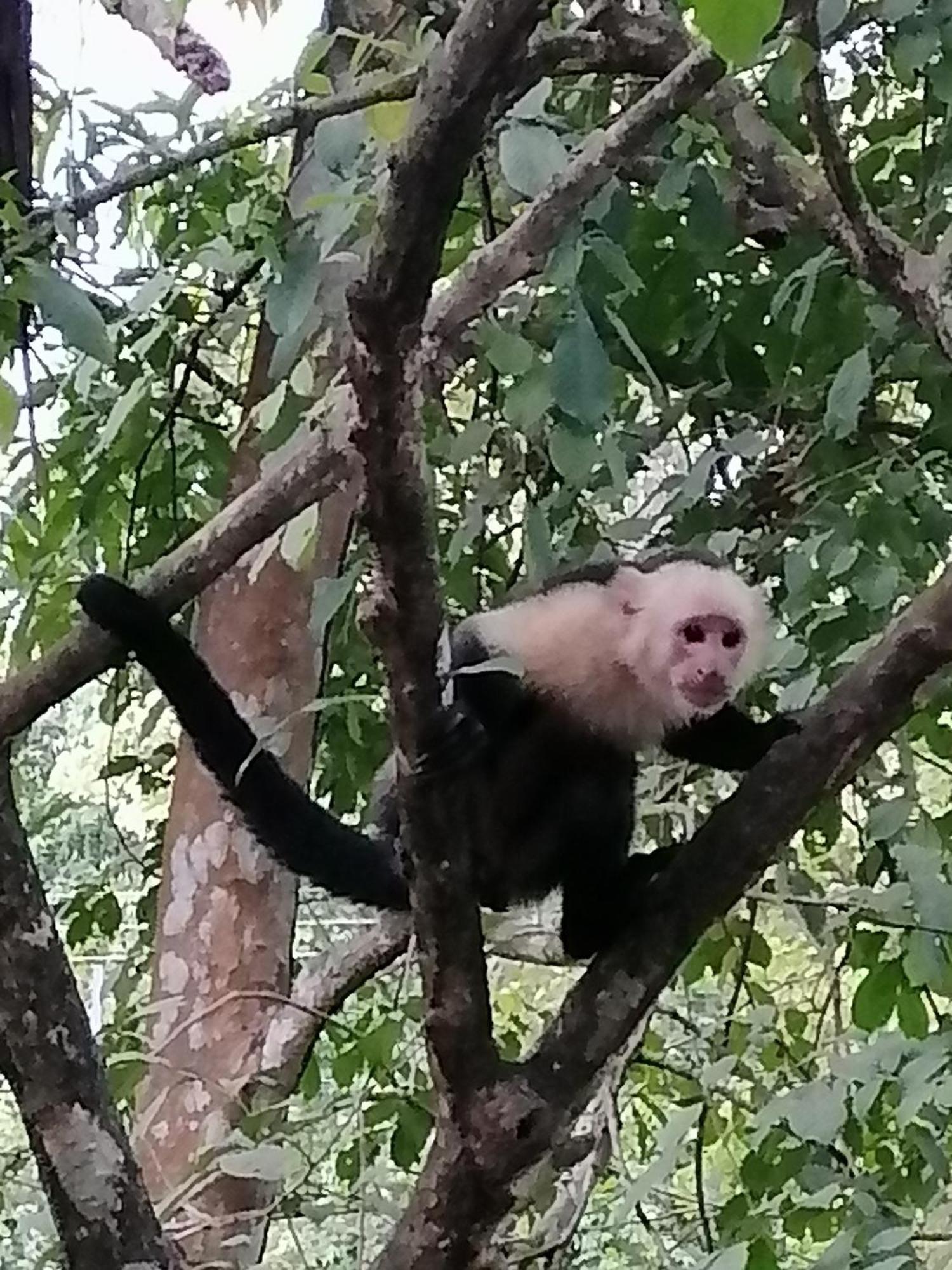 Garza Tigre Apartamentos Cobano Dış mekan fotoğraf