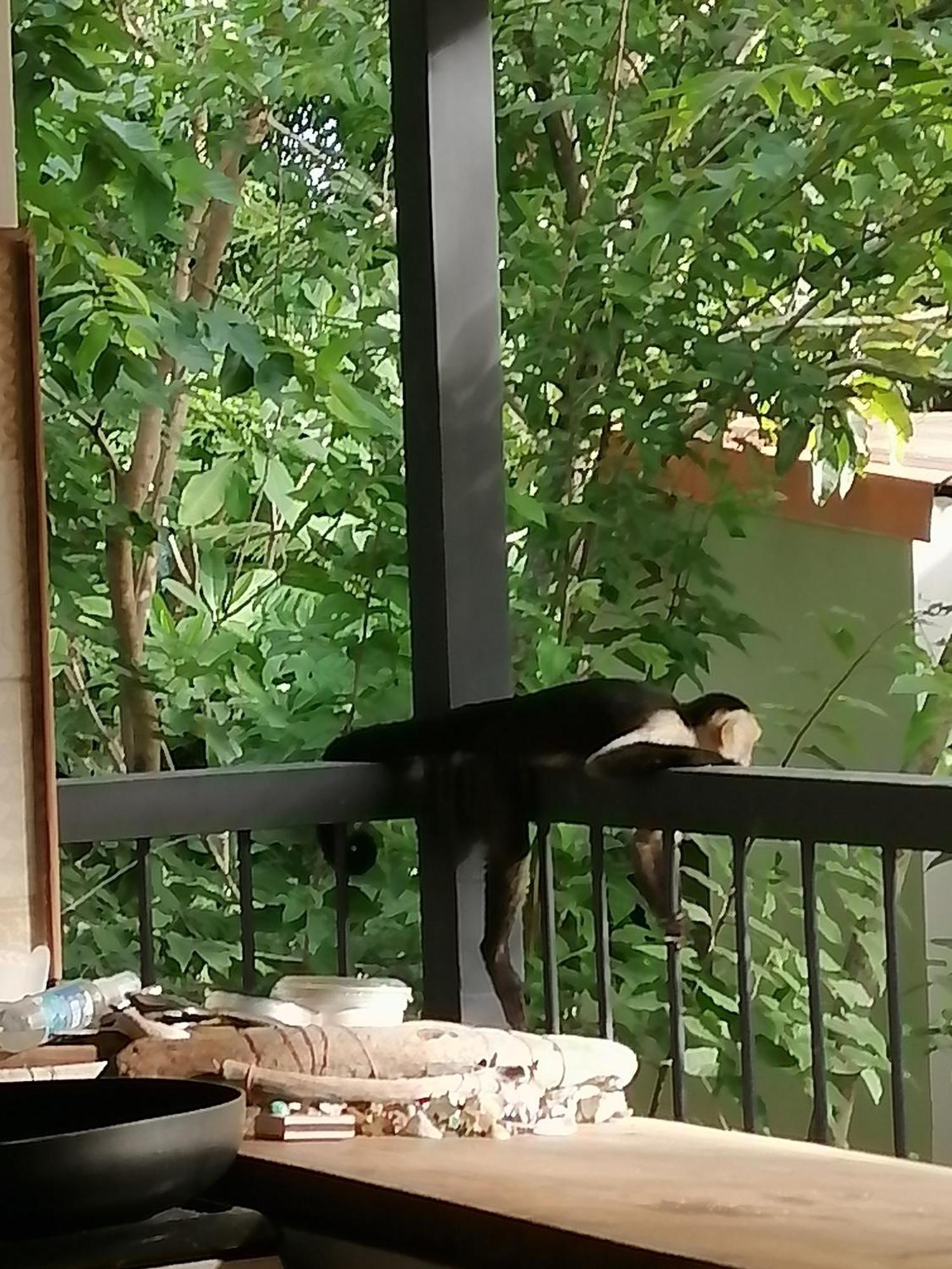 Garza Tigre Apartamentos Cobano Dış mekan fotoğraf